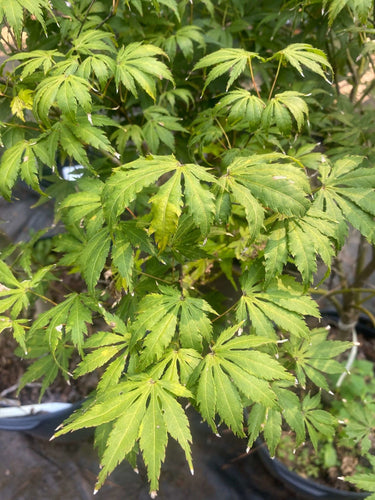 Acer palmatum 'Julia' - mapleridgenursery